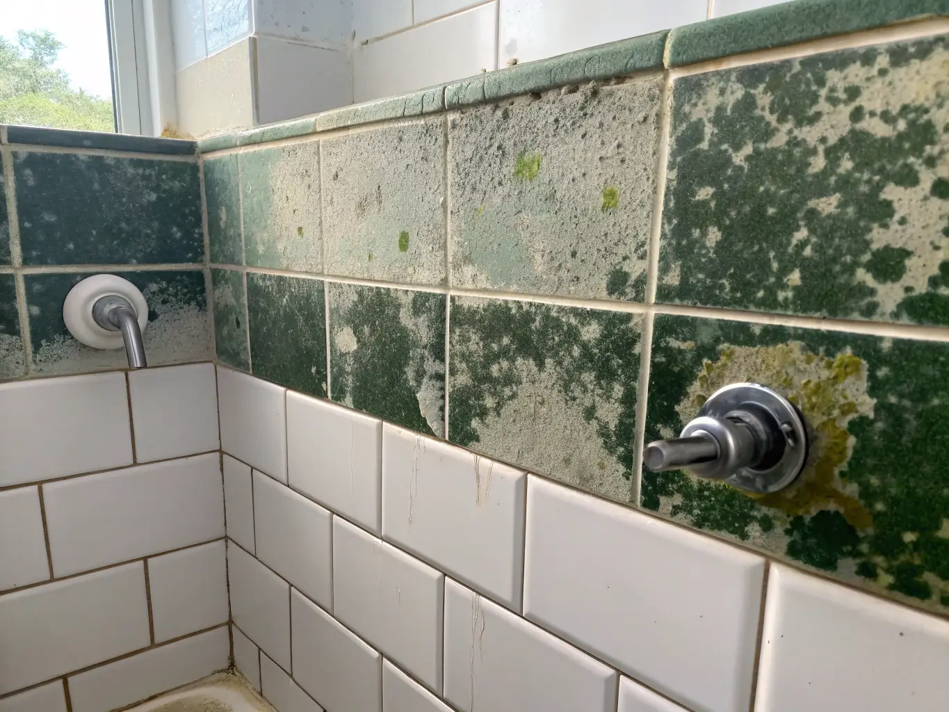 An image showing visible mould growth on a wall, with condensation droplets. The image should highlight the problem that the service addresses.
